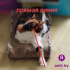 прямая линия и котики